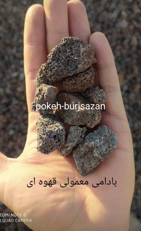 پوکه بادامی معمولی 